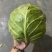 山东甘蓝圆包菜，一手货源，保质保量，诚信经营，欢迎选购