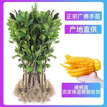 广佛手种苗佛手树苗佛手种苗正宗指果