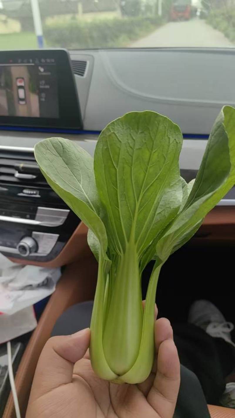 新鲜上海青，产地直发专业代办合作共赢