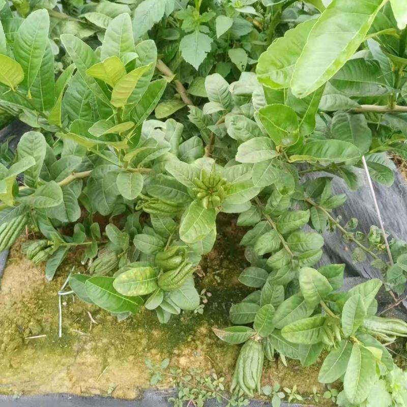 广佛手种苗佛手树苗佛手种苗正宗指果