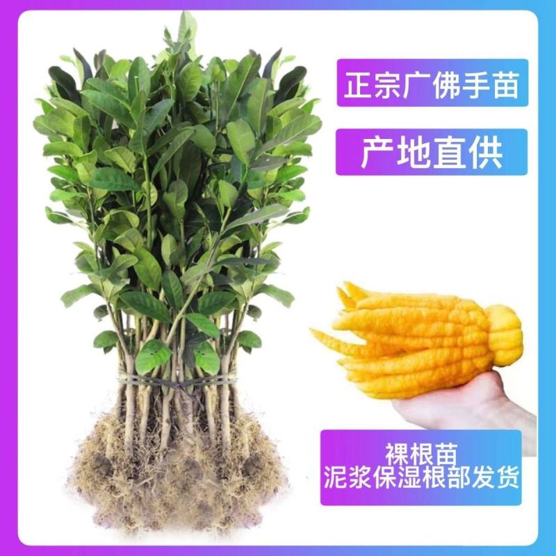 广佛手种苗佛手树苗佛手种苗正宗指果