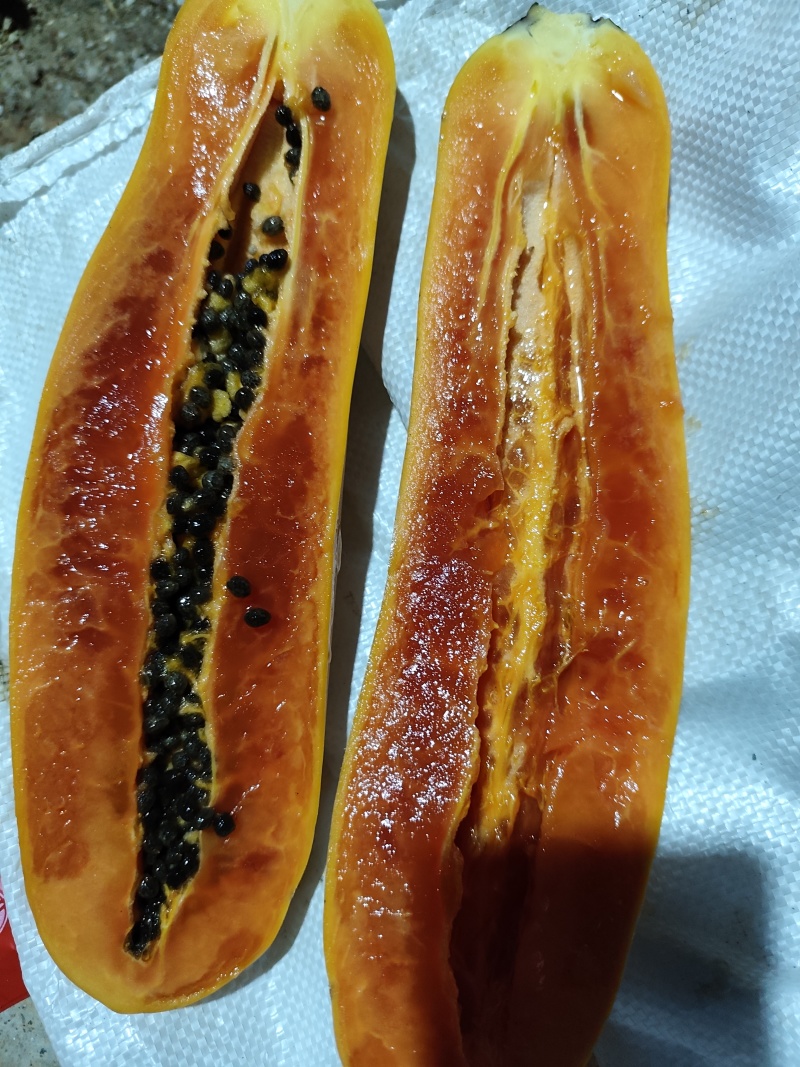 黄金木瓜苗