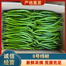 广东鲜辣椒，8号线椒，一手货源供应市场电商工厂食堂欢迎咨