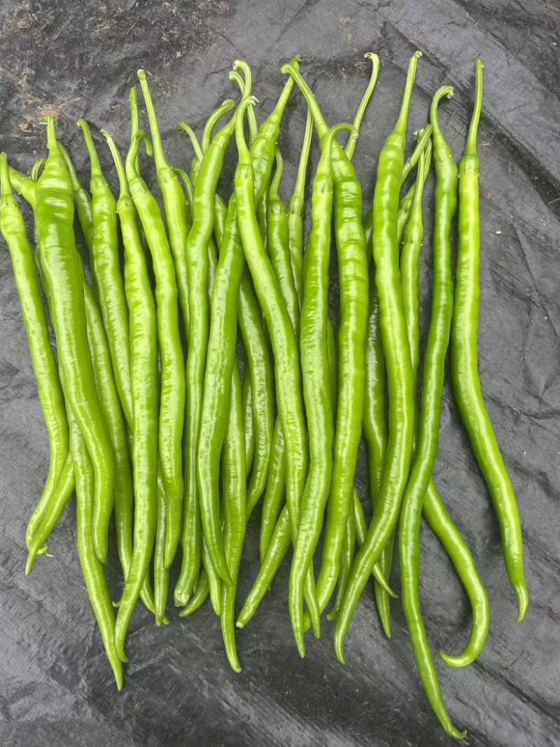 广东鲜辣椒，8号线椒，一手货源供应市场电商工厂食堂欢迎咨