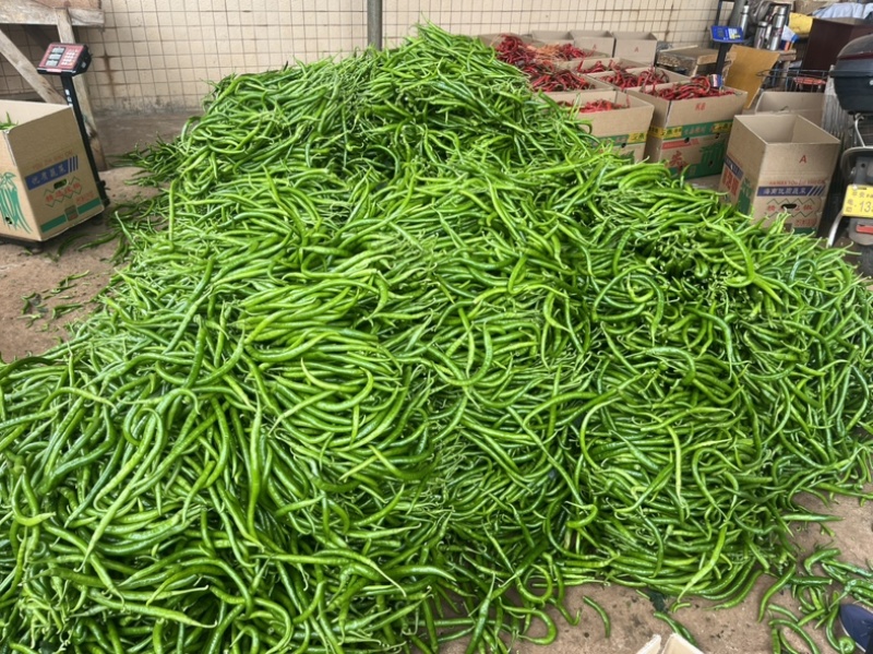 广东鲜辣椒，8号线椒，一手货源供应市场电商工厂食堂欢迎咨