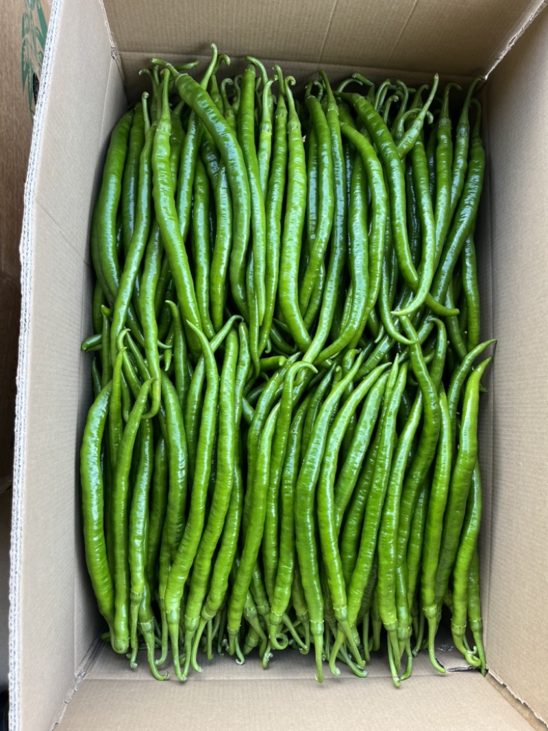 广东鲜辣椒，8号线椒，一手货源供应市场电商工厂食堂欢迎咨