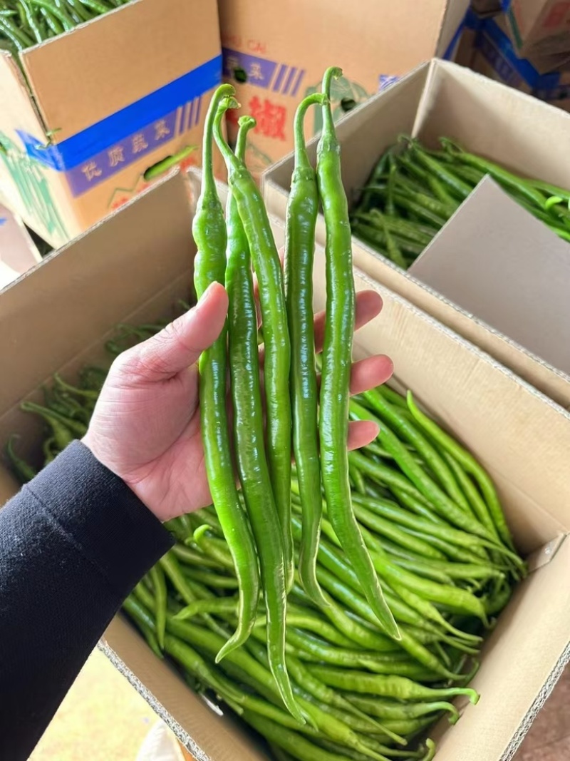 广东鲜辣椒，8号线椒，一手货源供应市场电商工厂食堂欢迎咨