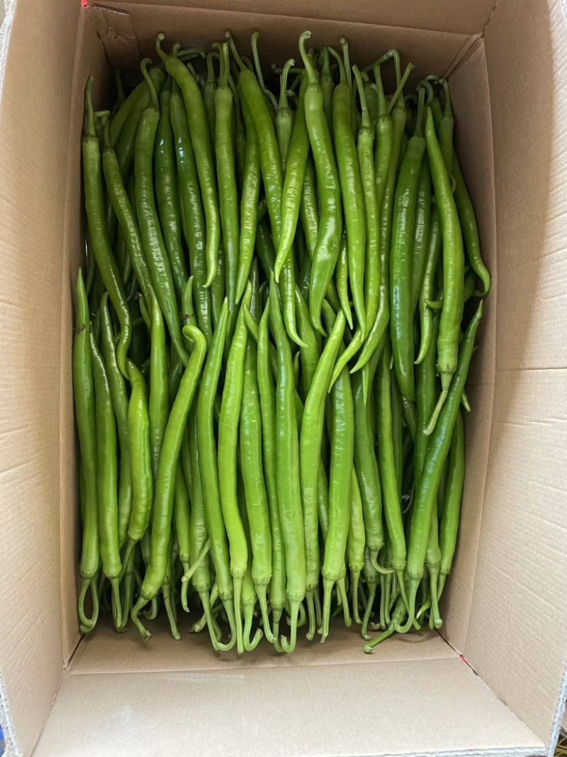 广东鲜辣椒，8号线椒，一手货源供应市场电商工厂食堂欢迎咨