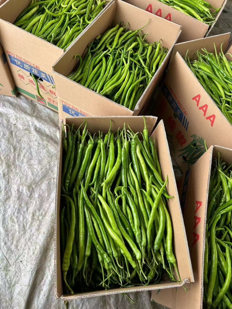 广东鲜辣椒，8号线椒，一手货源供应市场电商工厂食堂欢迎咨
