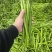 广东鲜辣椒，8号线椒，一手货源供应市场电商工厂食堂欢迎咨