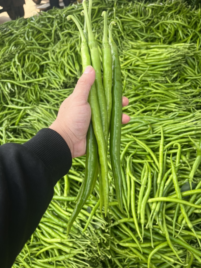 广东鲜辣椒，8号线椒，一手货源供应市场电商工厂食堂欢迎咨