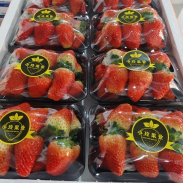 **代办天仙醉贵妃草莓量大货优规格及包装齐全