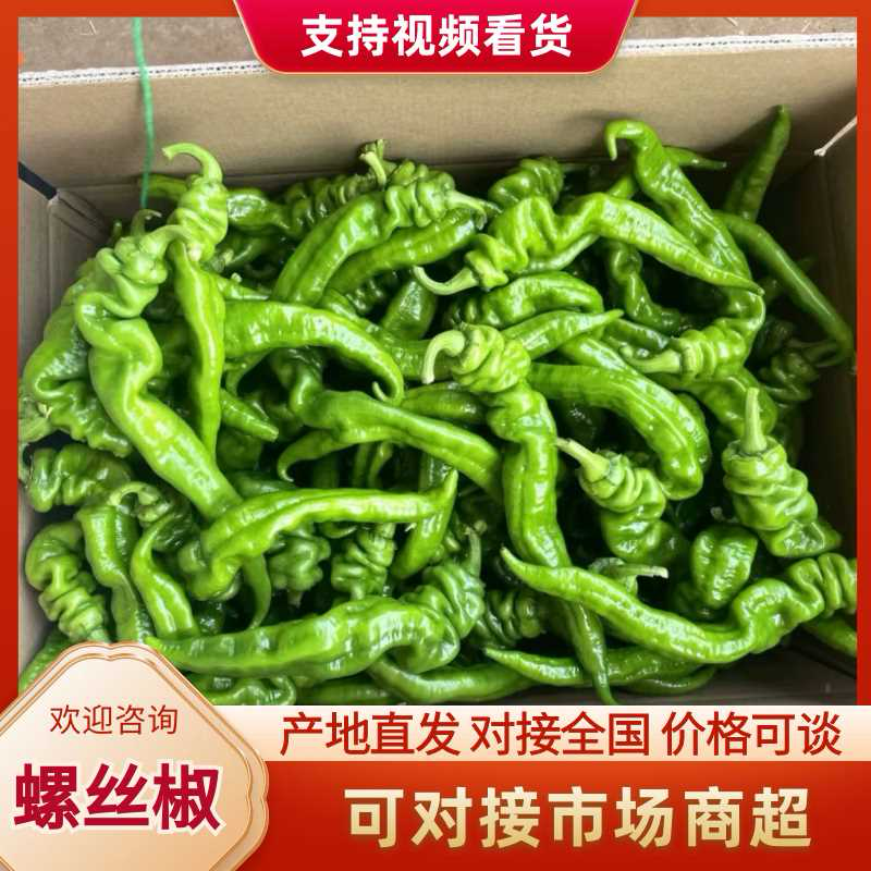 广东螺丝椒，大量供应，质量保证！支持视频验货