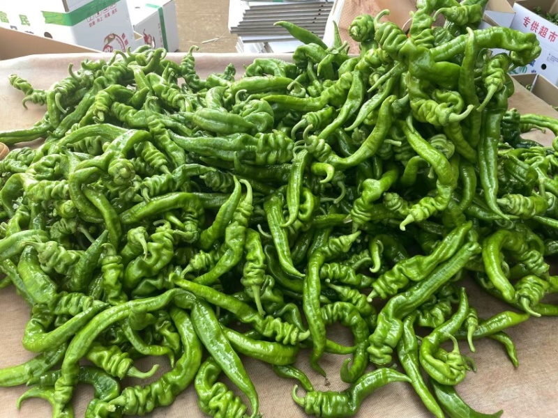 广东螺丝椒，大量供应，质量保证！支持视频验货