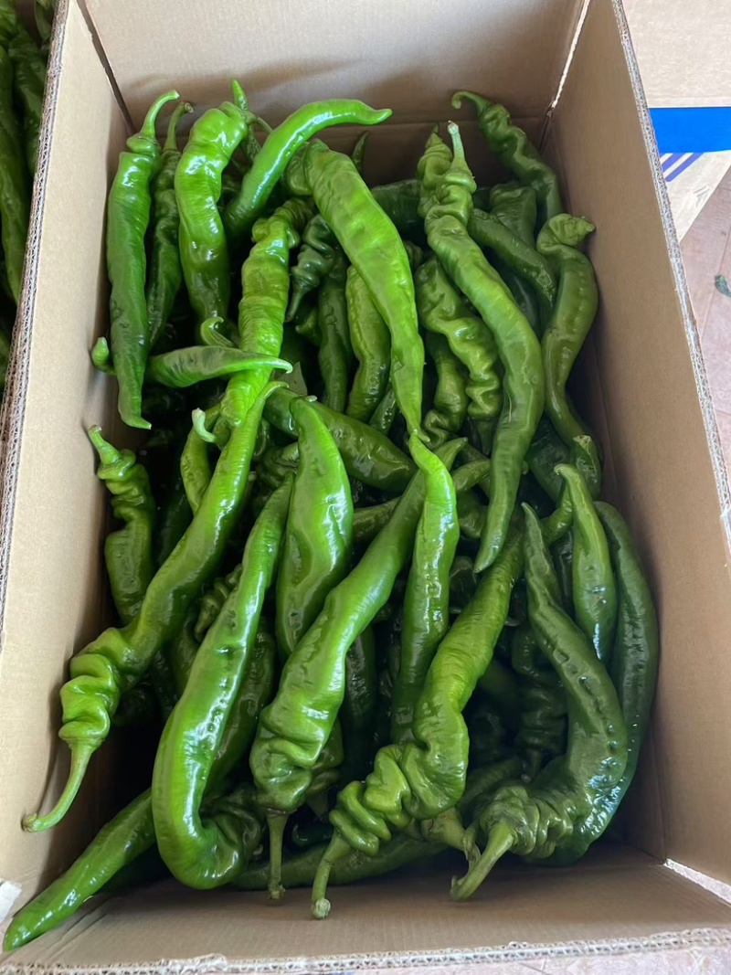 广东螺丝椒，大量供应，质量保证！支持视频验货