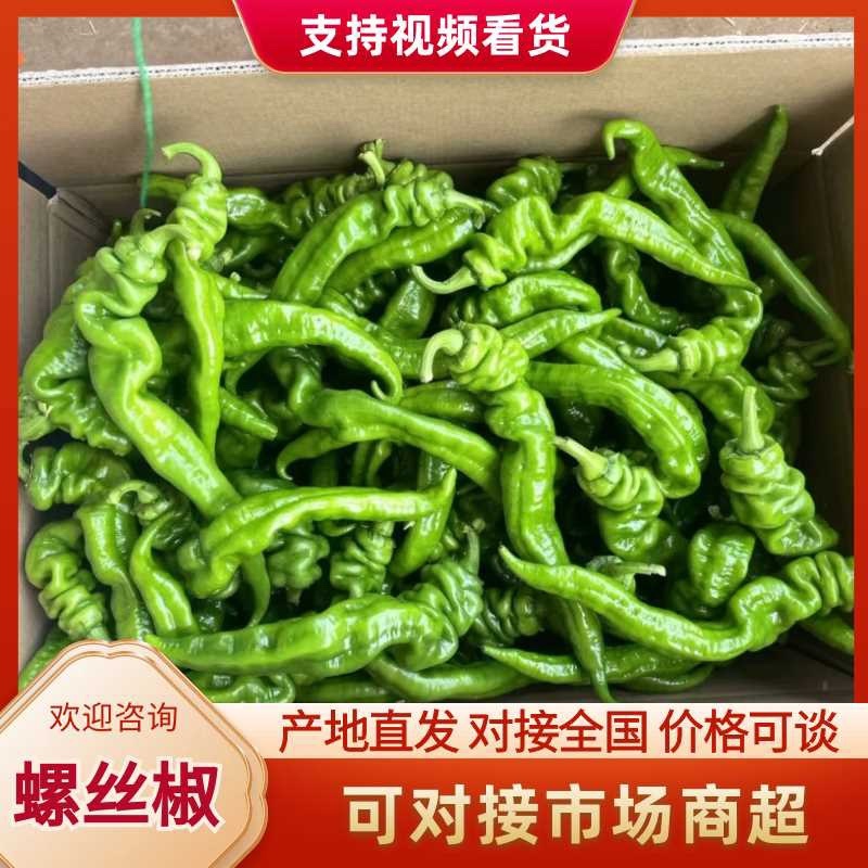 广东螺丝椒，大量供应，质量保证！支持视频验货