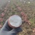 红薯地瓜半斤起商薯19规格多多品质保障致电有优惠