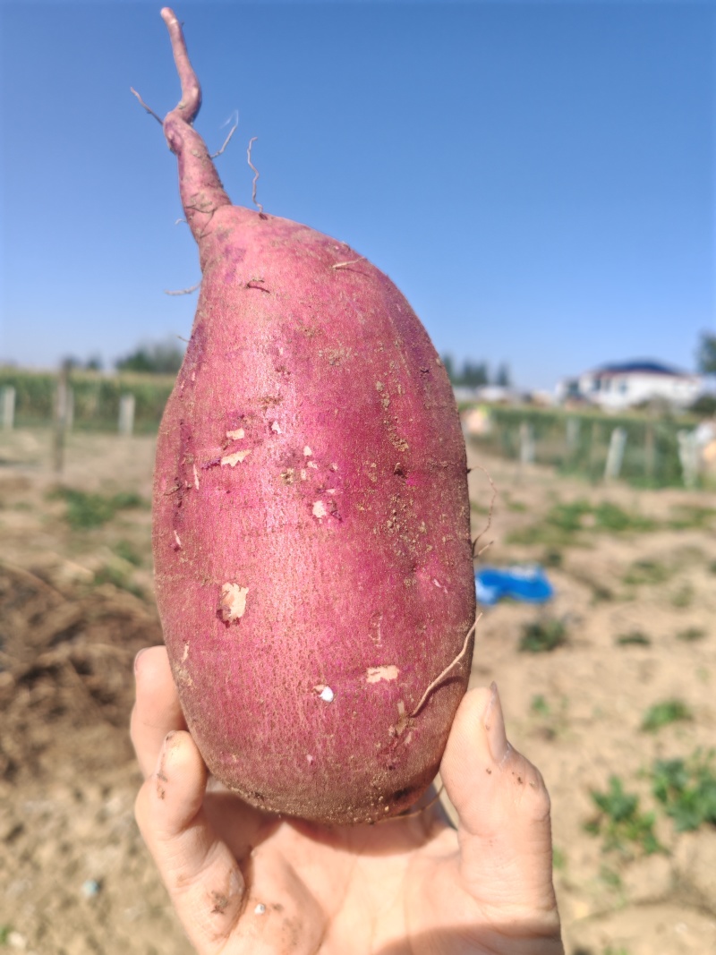 红薯地瓜半斤起商薯19规格多多品质保障致电有优惠