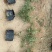 花叶女贞福建漳州花叶女贞场地直销货源充足