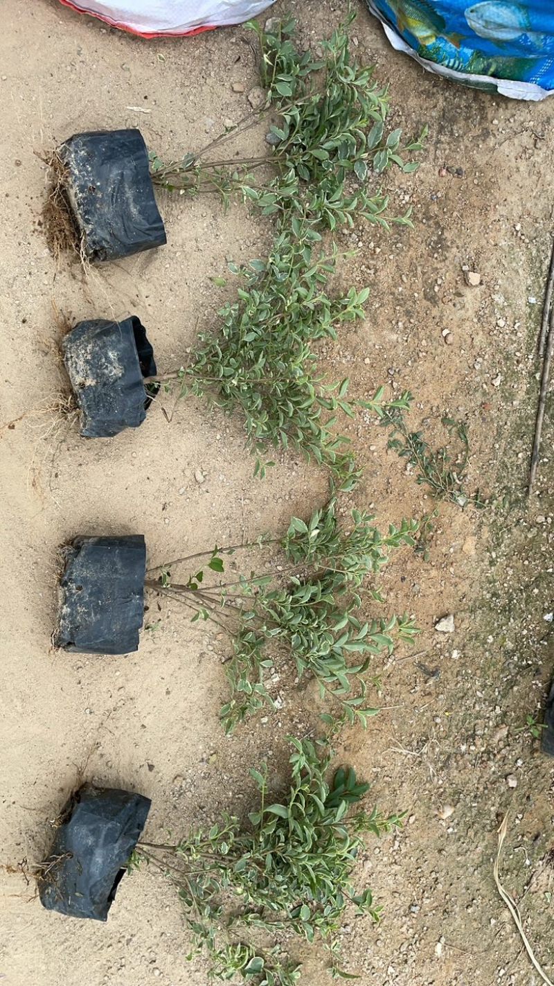 花叶女贞福建漳州花叶女贞场地直销货源充足