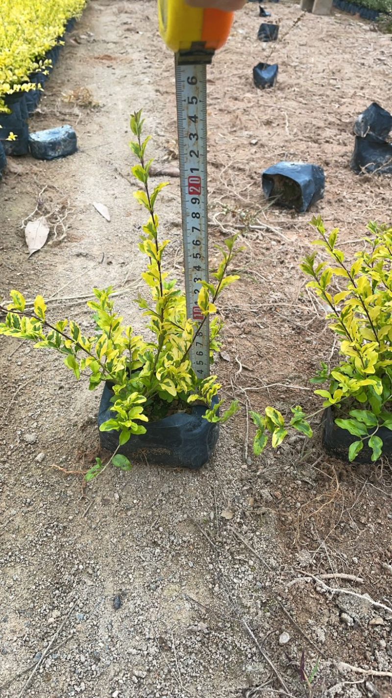 亮晶女贞大杯福建漳州基地直发