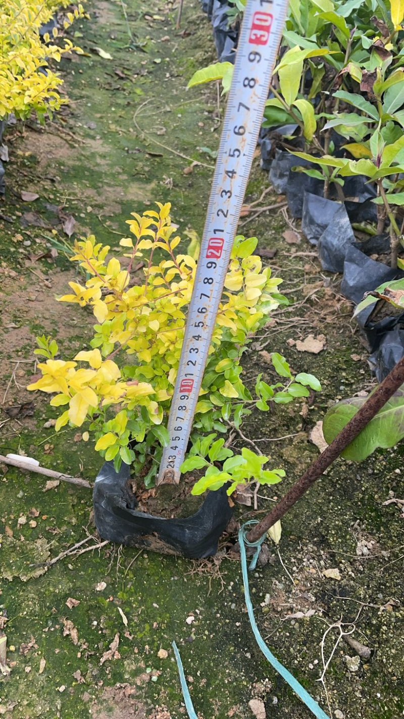 亮晶女贞大杯福建漳州基地直发