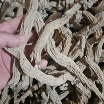 玄参