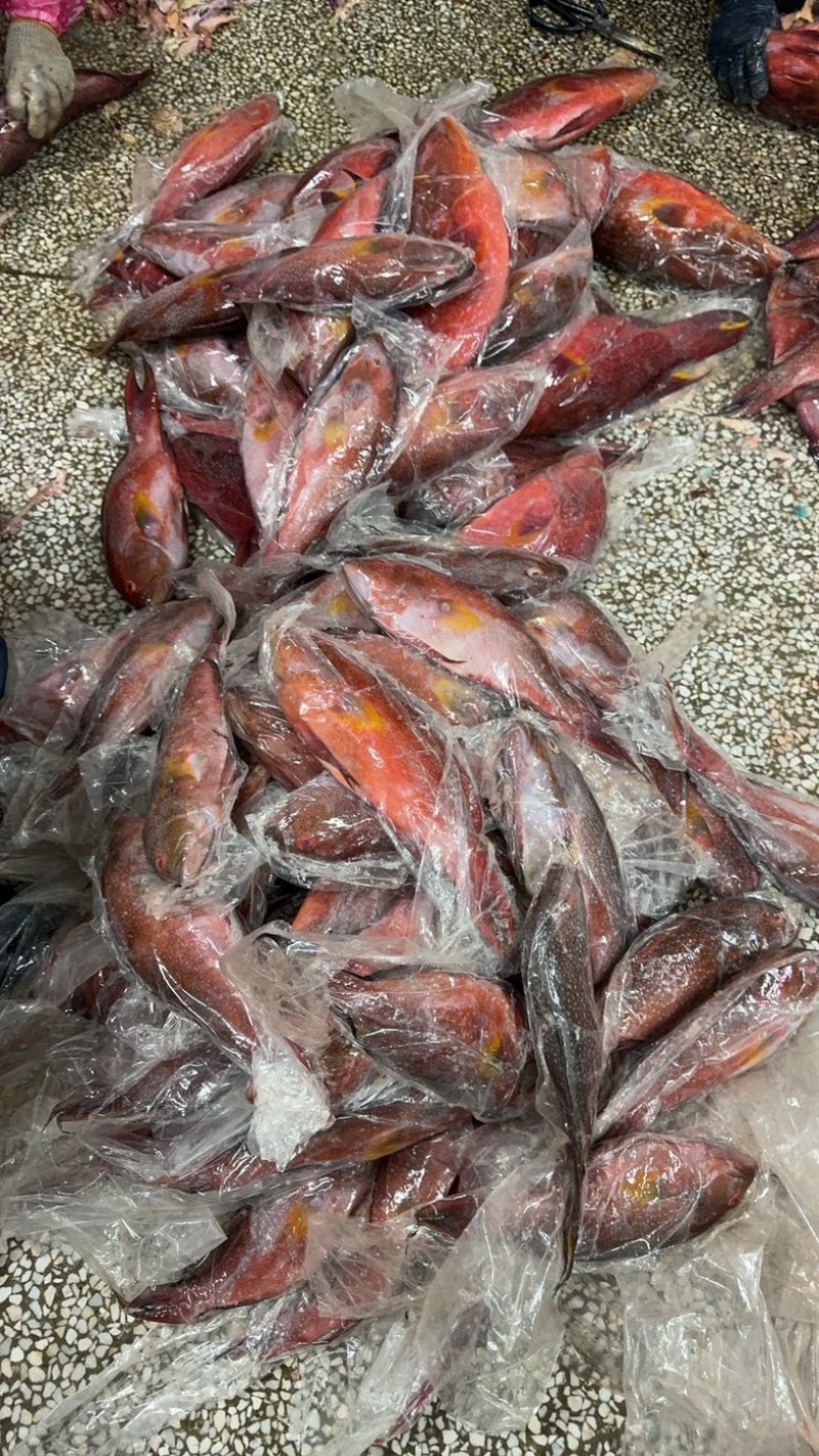 花面斑