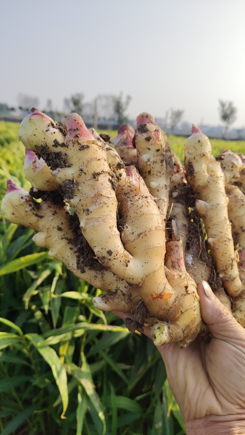 生姜批发