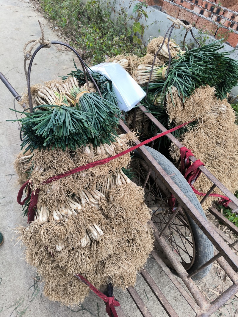 荞头