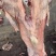 羊肉剔骨羊肉本地山羊肉纯干无水精修无油