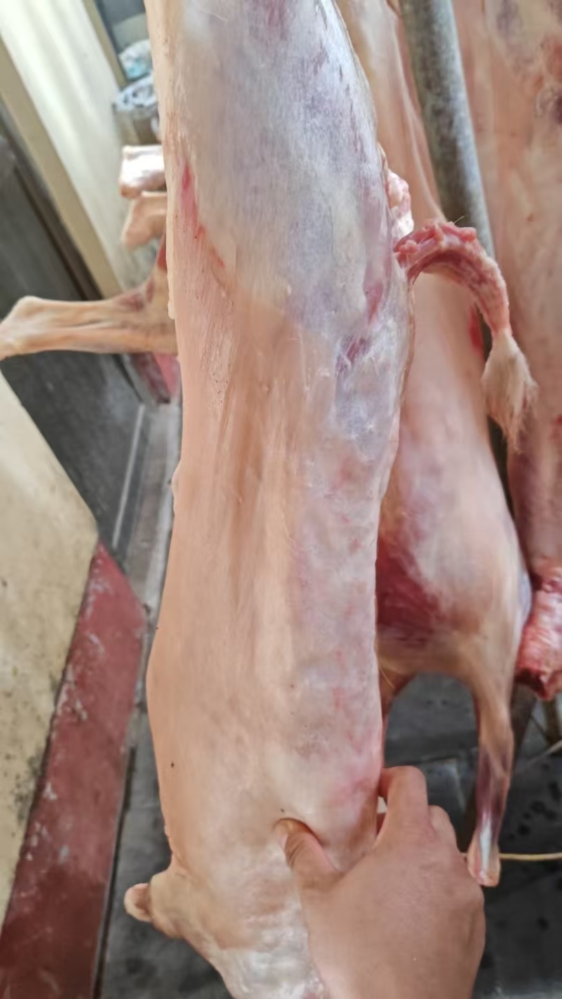 本地草膘小山羊烤全羊每天现宰纯干无水