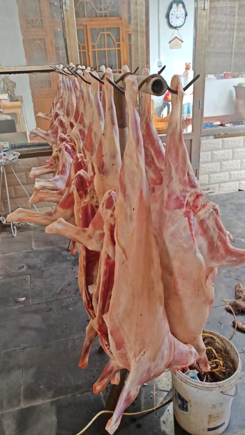 本地草膘小山羊烤全羊每天现宰纯干无水