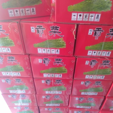 云南高原贡菜