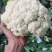 【实力商家】菜花精品松花菜长期供应市场商超电商