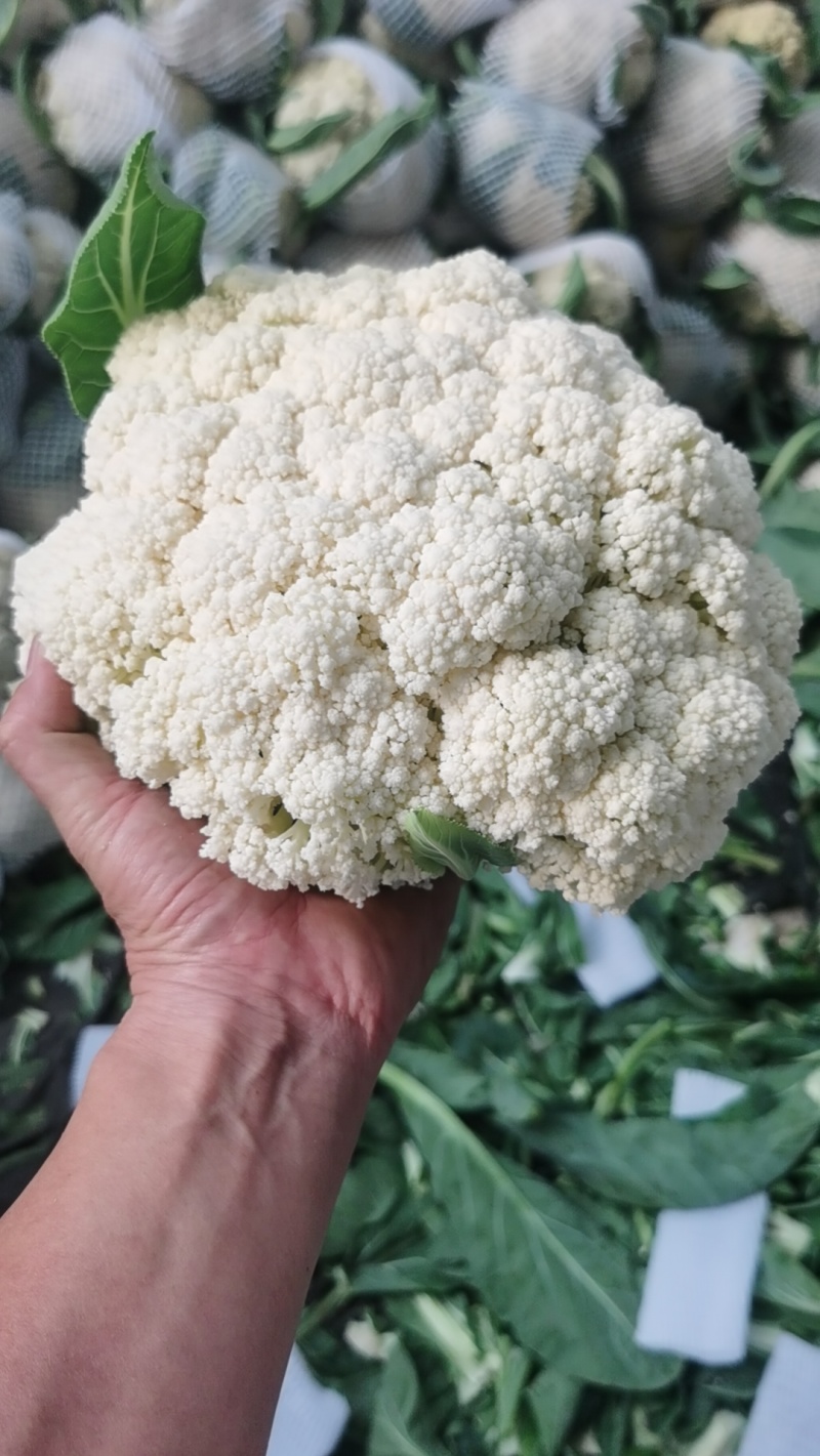 【实力商家】菜花精品松花菜长期供应市场商超电商