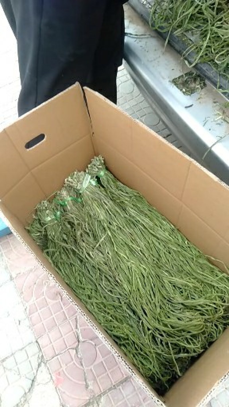 云南高原贡菜