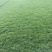 马尼拉绿化草皮