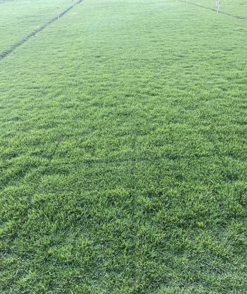 马尼拉绿化草皮