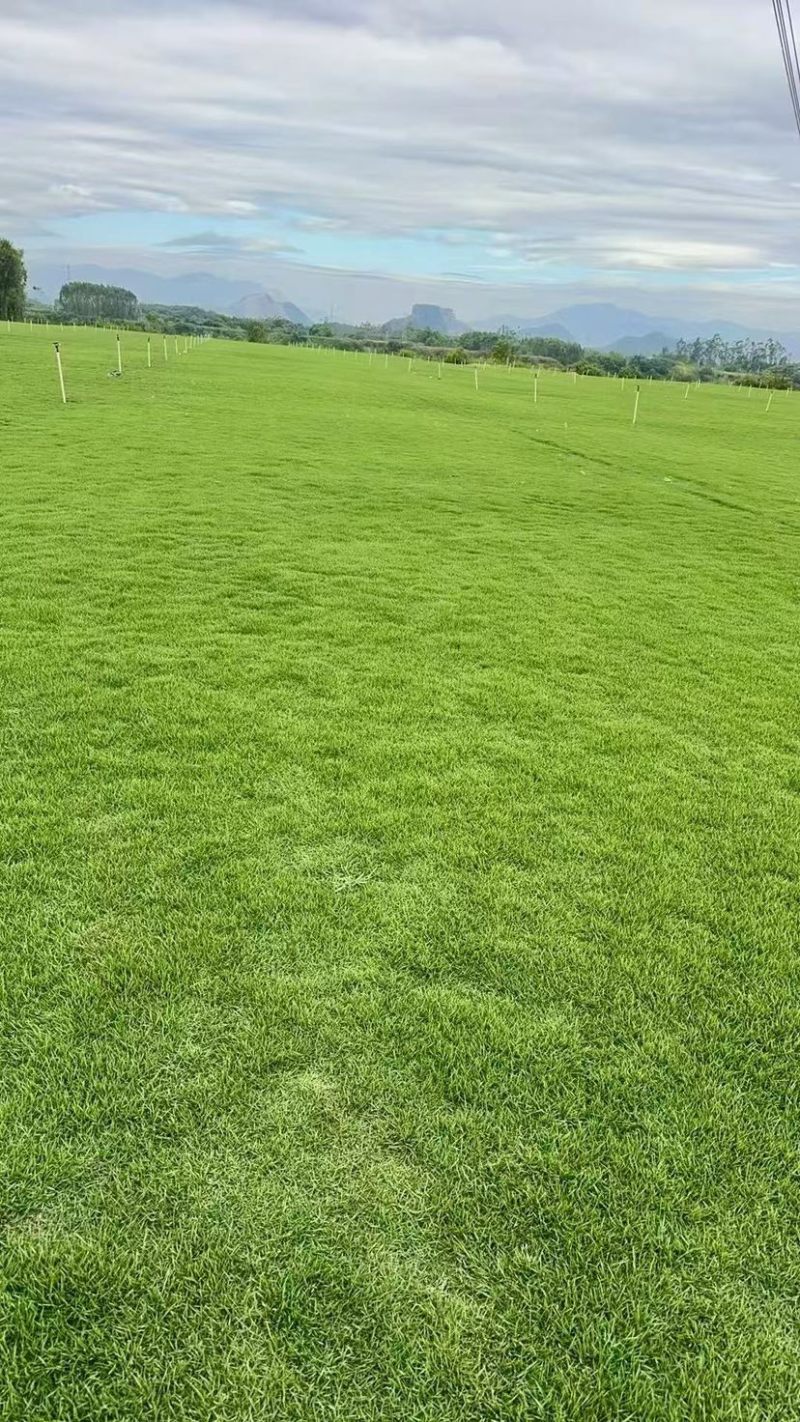 马尼拉绿化草皮