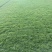 马尼拉绿化草皮