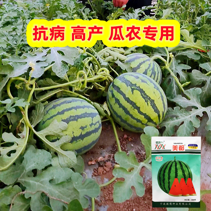微萌美都西瓜种子高产皮薄个大口感好甜度高好吃好卖原装