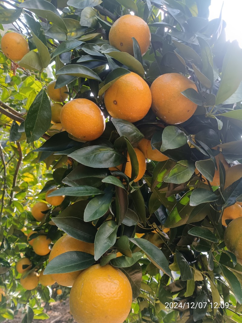 德庆皇帝柑，无冻伤果，口感超甜皮毛干净。
