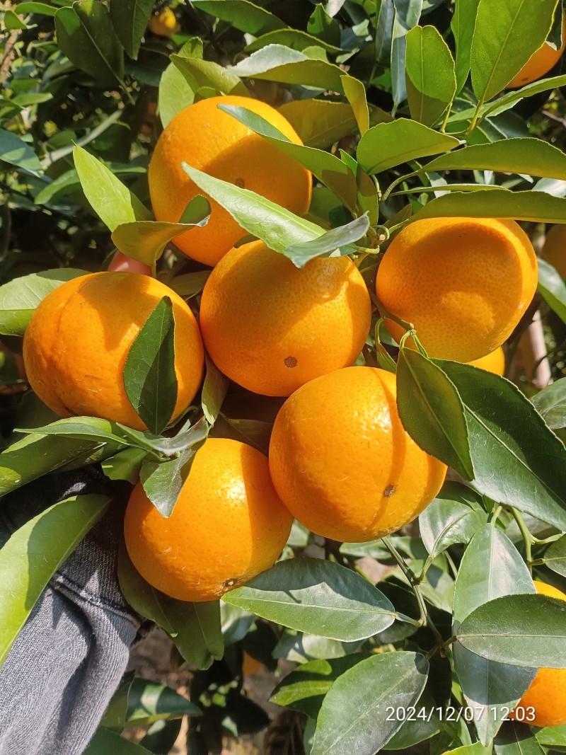 德庆皇帝柑，无冻伤果，口感超甜皮毛干净。
