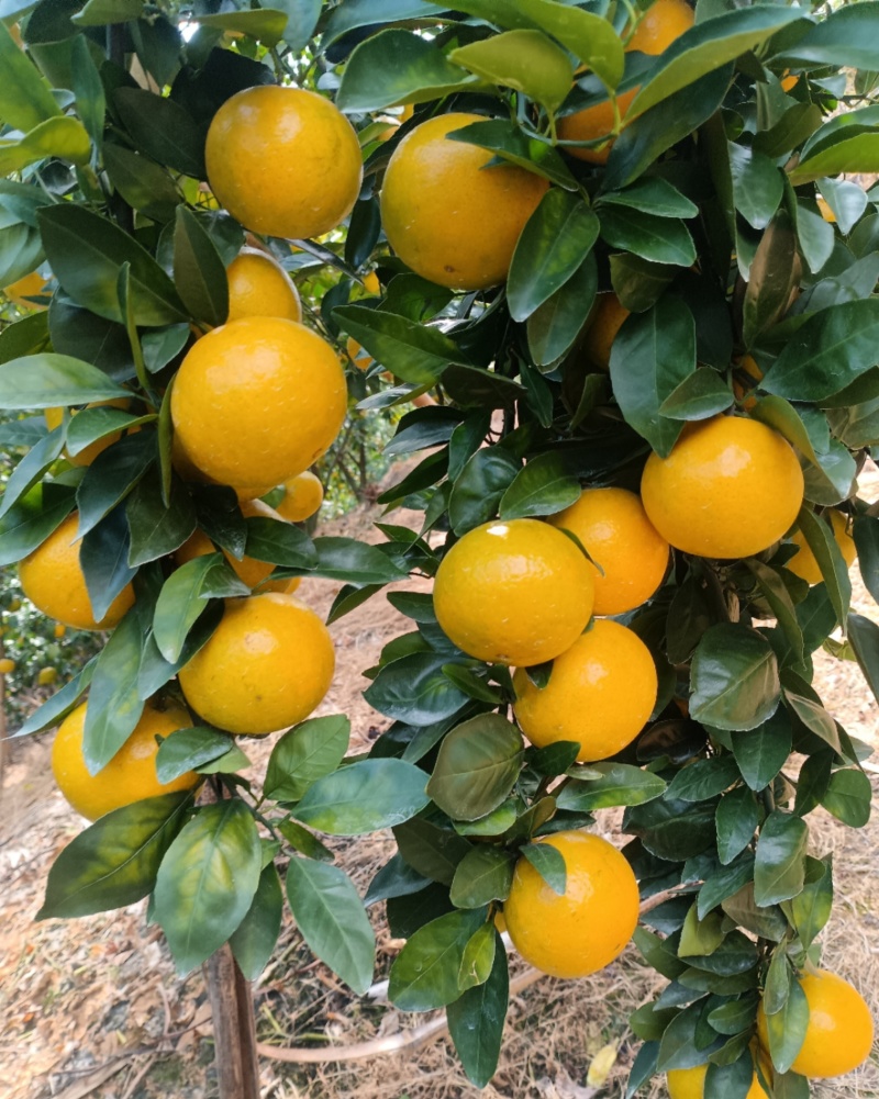 德庆皇帝柑，无冻伤果，口感超甜皮毛干净。