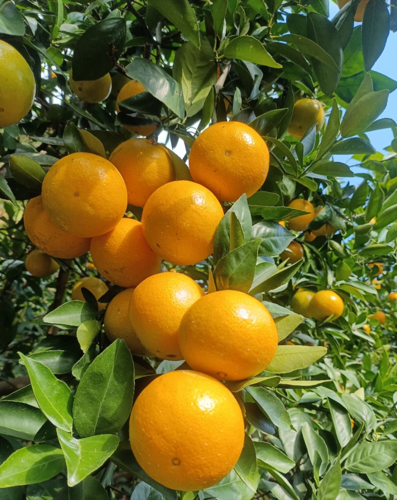 德庆皇帝柑，无冻伤果，口感超甜皮毛干净。