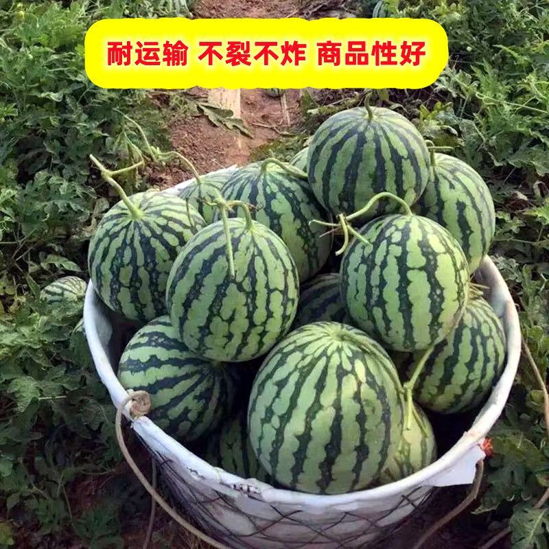 微萌美都西瓜种子高产皮薄个大口感好甜度高好吃好卖原装