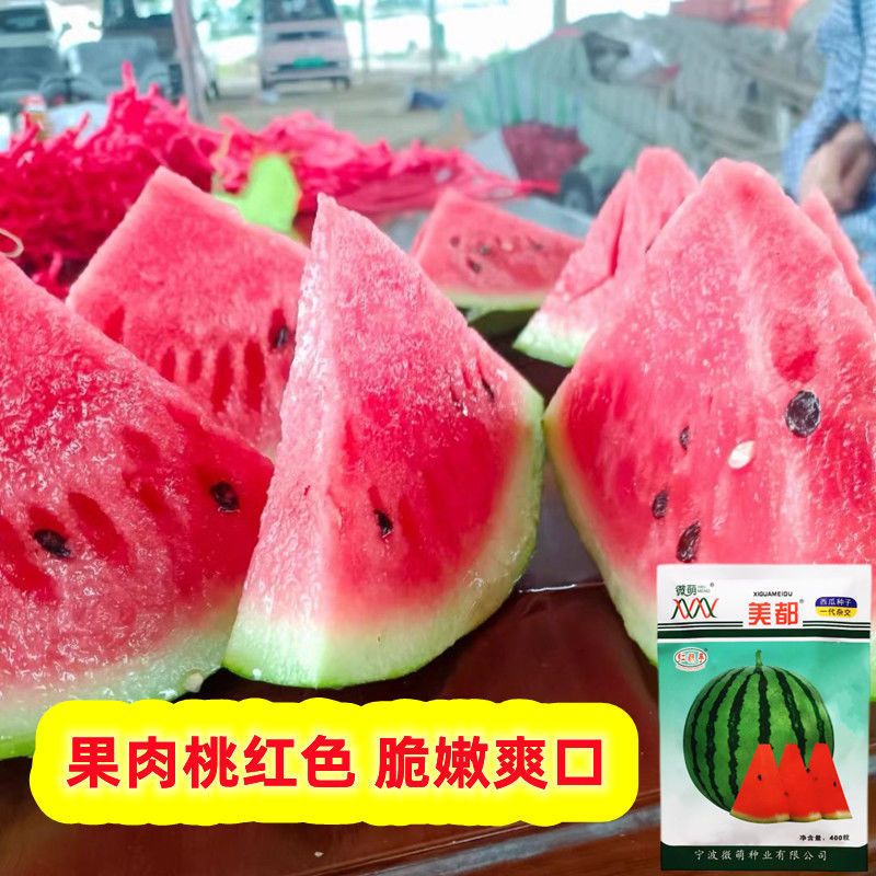 微萌美都西瓜种子高产皮薄个大口感好甜度高好吃好卖原装