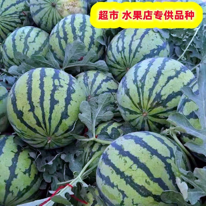 微萌美都西瓜种子高产皮薄个大口感好甜度高好吃好卖原装