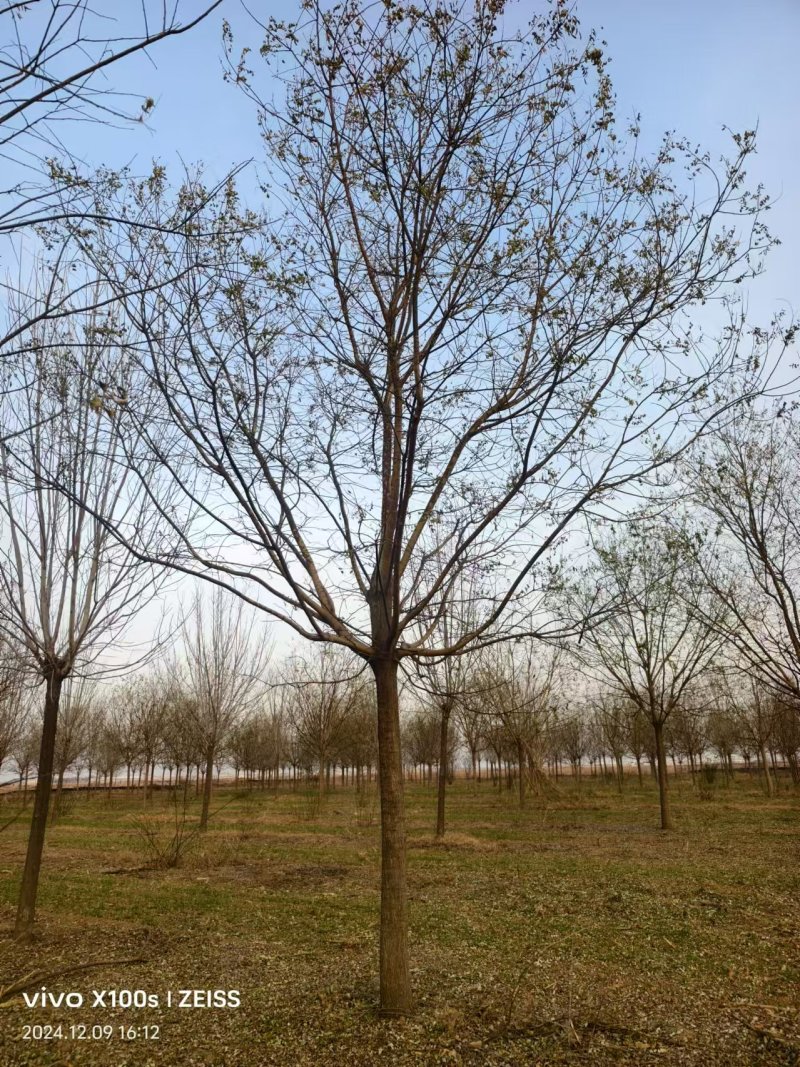 国槐树基地直供规格齐全品质好价格低欢迎来电